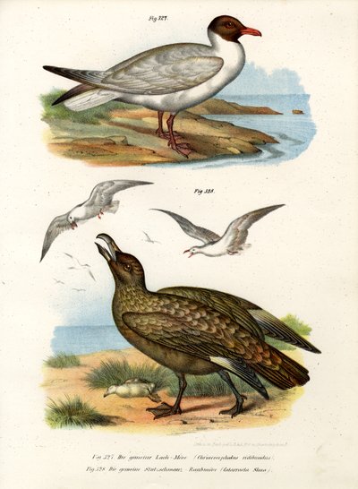 Gaviota reidora común, 1864 de German School